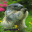 not_set.cur