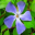 flower.ani