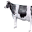 Itaquivaca.ani