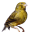 Canary2.ani
