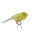 Canaries4.ani
