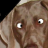 Pup.cur.ani