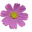 Purple Flower.ani