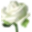 rosa blanca.ani