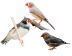 Zebra Finch Teaser