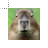 Capybara.cur