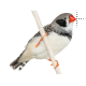 Zebra Black Cheek Finch.cur 200% version