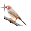 Zebra Finch.cur HD version