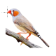 Zebra Finch.cur 200% version