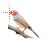 Zebra Finch.cur Preview