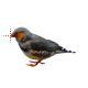 Zebra BLK Finch.cur 200% version