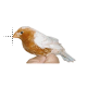 Zebra Brown Finch.cur 200% version