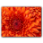Chrysanthemum.ico Preview